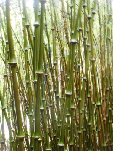 jardin de bambous